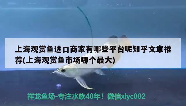 上海观赏鱼进口商家有哪些平台呢知乎文章推荐(上海观赏鱼市场哪个最大)