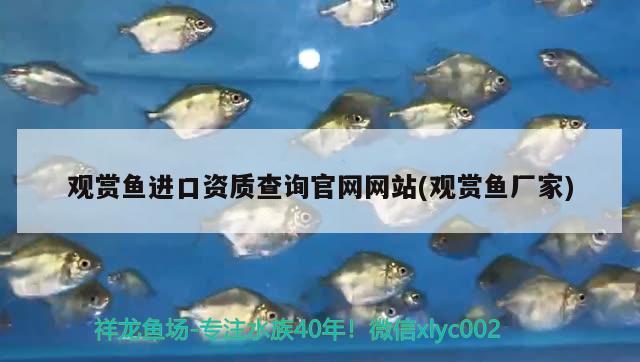 观赏鱼进口资质查询官网网站(观赏鱼厂家)