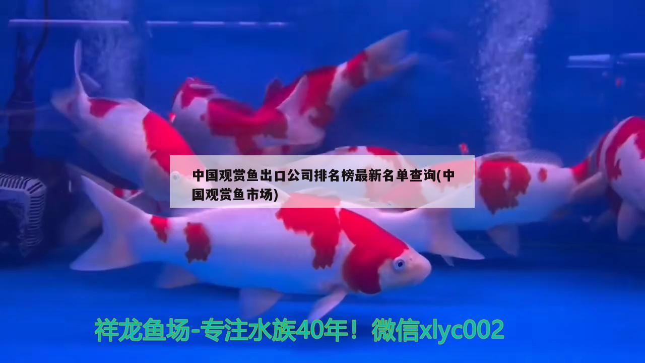 中国观赏鱼出口公司排名榜最新名单查询(中国观赏鱼市场) 观赏鱼进出口