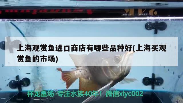 上海观赏鱼进口商店有哪些品种好(上海买观赏鱼的市场)