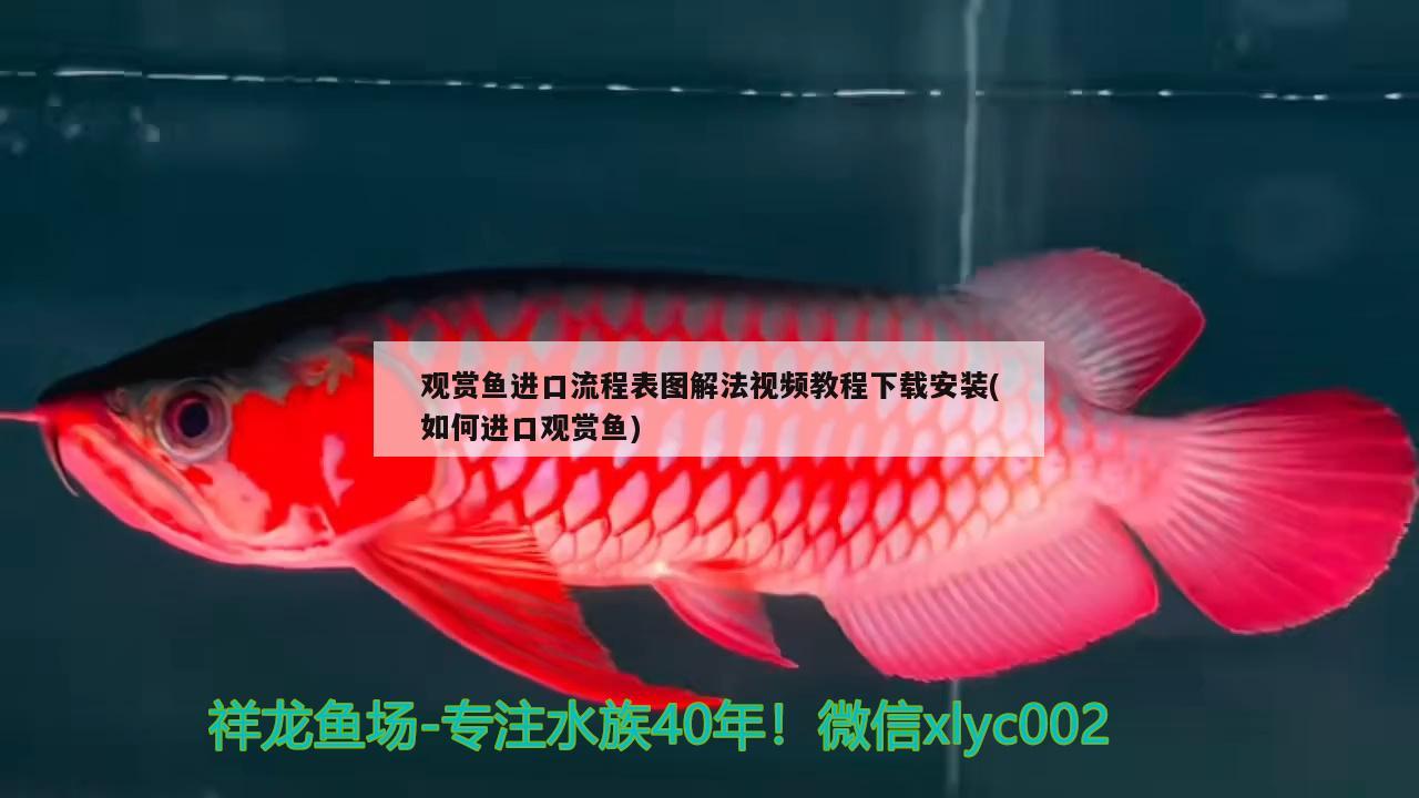 观赏鱼进口流程表图解法视频教程下载安装(如何进口观赏鱼) 观赏鱼进出口