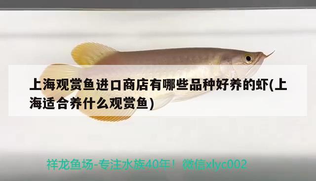 上海观赏鱼进口商店有哪些品种好养的虾(上海适合养什么观赏鱼)