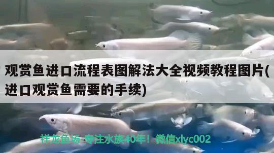 观赏鱼进口流程表图解法大全视频教程图片(进口观赏鱼需要的手续)