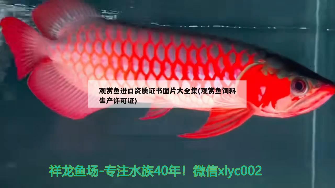 观赏鱼进口资质证书图片大全集(观赏鱼饲料生产许可证)