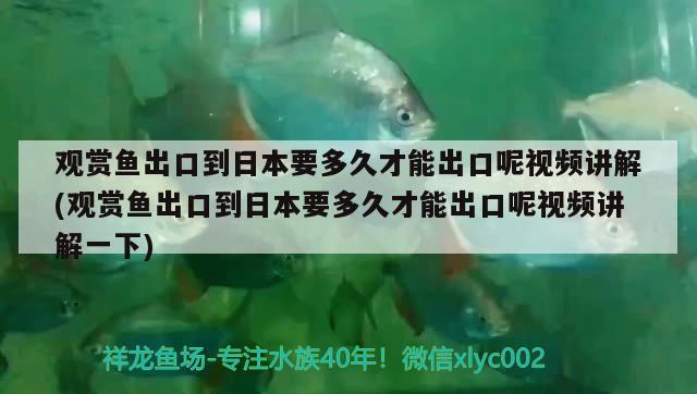 观赏鱼出口到日本要多久才能出口呢视频讲解(观赏鱼出口到日本要多久才能出口呢视频讲解一下)