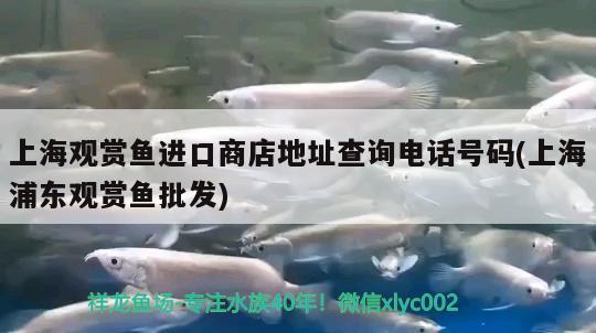上海观赏鱼进口商店地址查询电话号码(上海浦东观赏鱼批发)