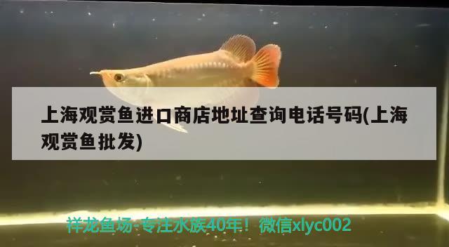 上海观赏鱼进口商店地址查询电话号码(上海观赏鱼批发) 观赏鱼进出口
