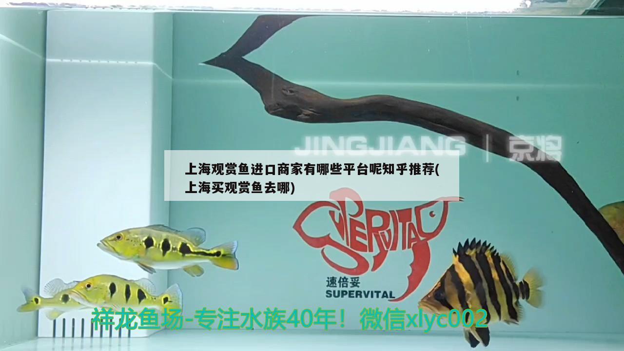 上海观赏鱼进口商家有哪些平台呢知乎推荐(上海买观赏鱼去哪)
