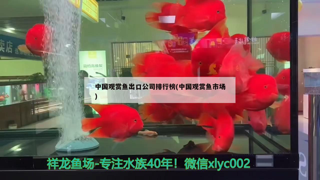 中国观赏鱼出口公司排行榜(中国观赏鱼市场)