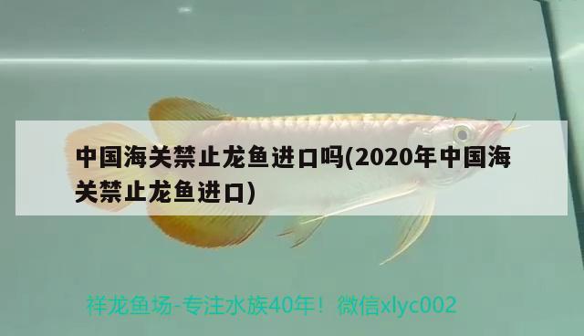 中国海关禁止龙鱼进口吗(2020年中国海关禁止龙鱼进口)