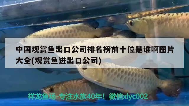 中国观赏鱼出口公司排名榜前十位是谁啊图片大全(观赏鱼进出口公司)