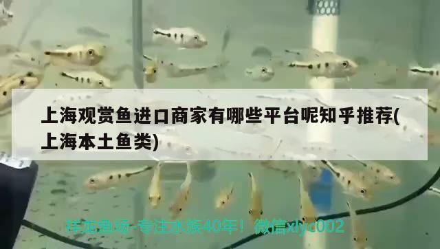 上海观赏鱼进口商家有哪些平台呢知乎推荐(上海本土鱼类)