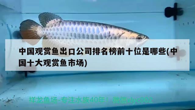 中国观赏鱼出口公司排名榜前十位是哪些(中国十大观赏鱼市场)
