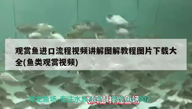 观赏鱼进口流程视频讲解图解教程图片下载大全(鱼类观赏视频)