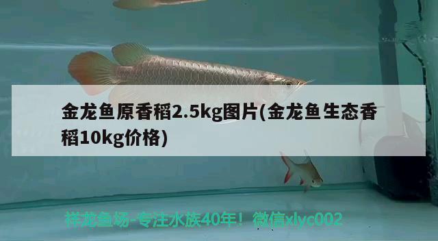 金龙鱼原香稻2.5kg图片(金龙鱼生态香稻10kg价格)