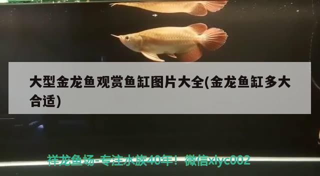 大型金龙鱼观赏鱼缸图片大全(金龙鱼缸多大合适) 申古银版鱼