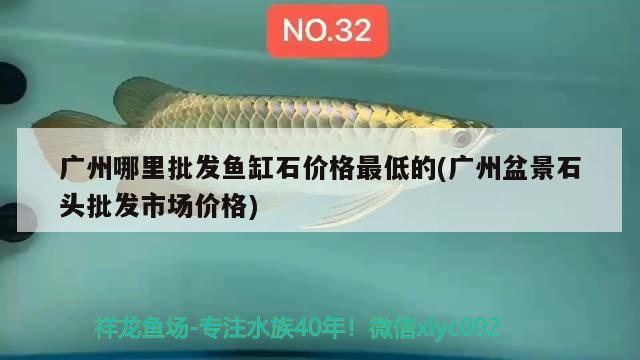 广州哪里批发鱼缸石价格最低的(广州盆景石头批发市场价格) 观赏鱼水族批发市场