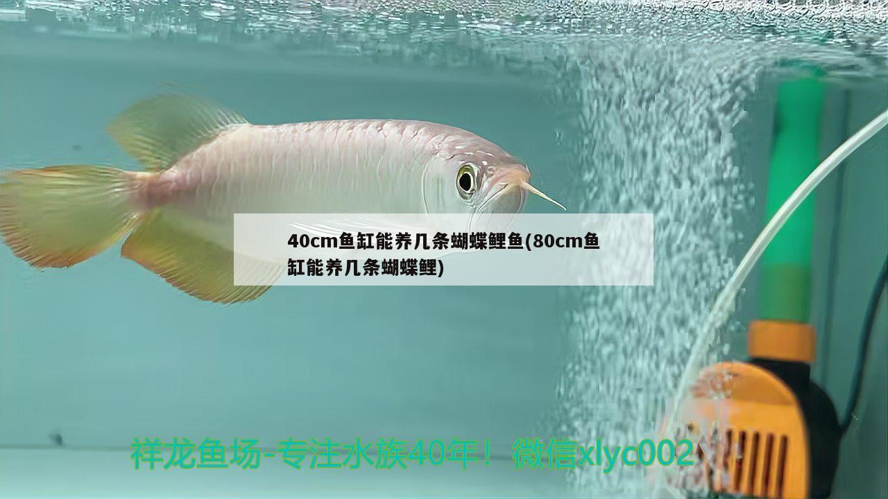 40cm鱼缸能养几条蝴蝶鲤鱼(80cm鱼缸能养几条蝴蝶鲤) 蝴蝶鲤