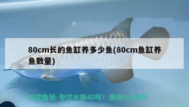 80cm长的鱼缸养多少鱼(80cm鱼缸养鱼数量)