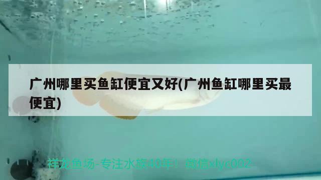 广州哪里买鱼缸便宜又好(广州鱼缸哪里买最便宜) 观赏鱼企业目录