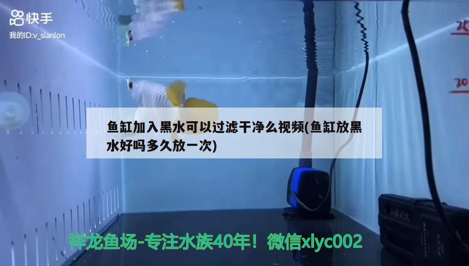 鱼缸加入黑水可以过滤干净么视频(鱼缸放黑水好吗多久放一次) 梦幻雷龙鱼