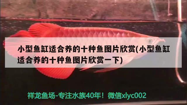 小型鱼缸适合养的十种鱼图片欣赏(小型鱼缸适合养的十种鱼图片欣赏一下) 翡翠凤凰鱼