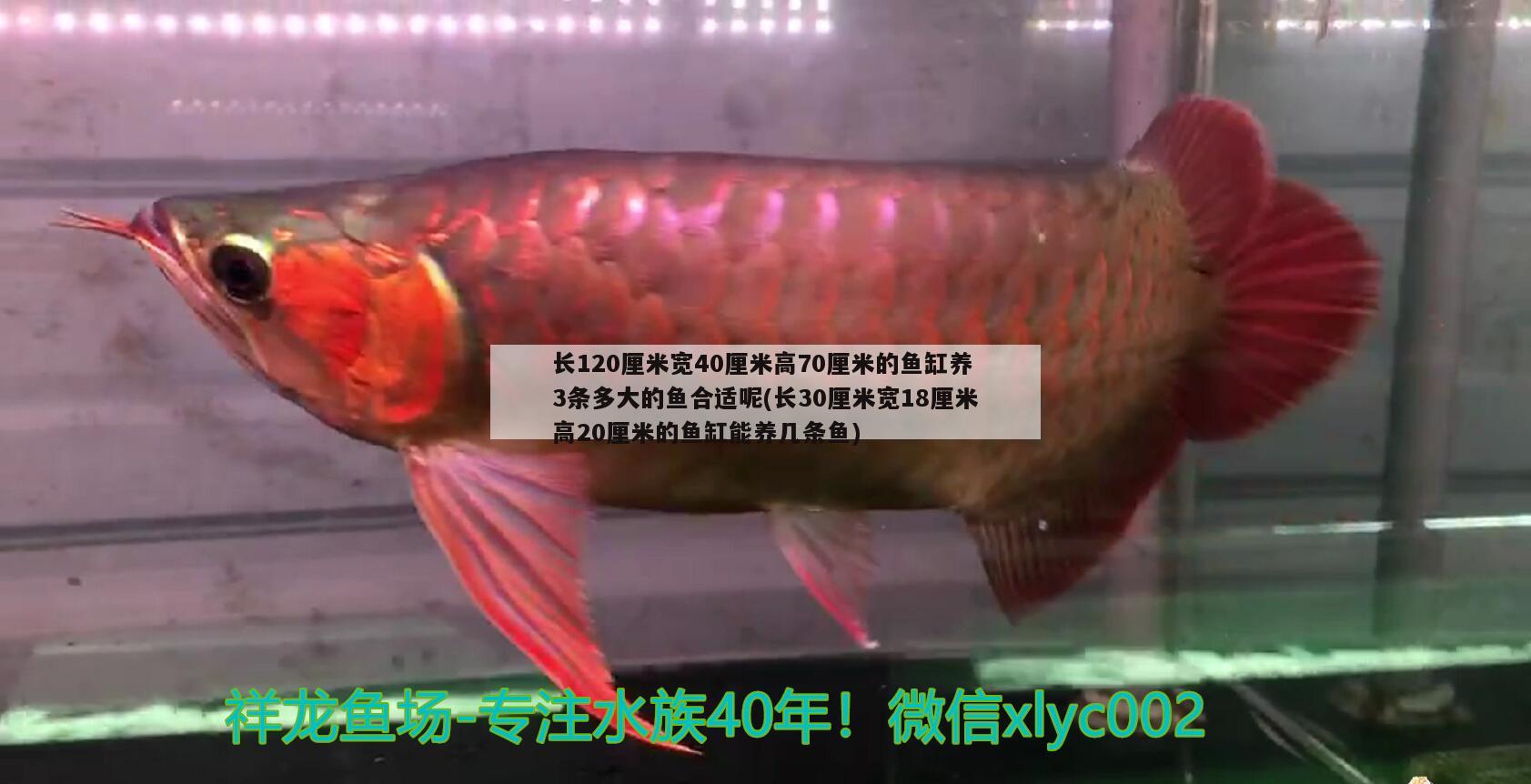 长120厘米宽40厘米高70厘米的鱼缸养3条多大的鱼合适呢(长30厘米宽18厘米高20厘米的鱼缸能养几条鱼)