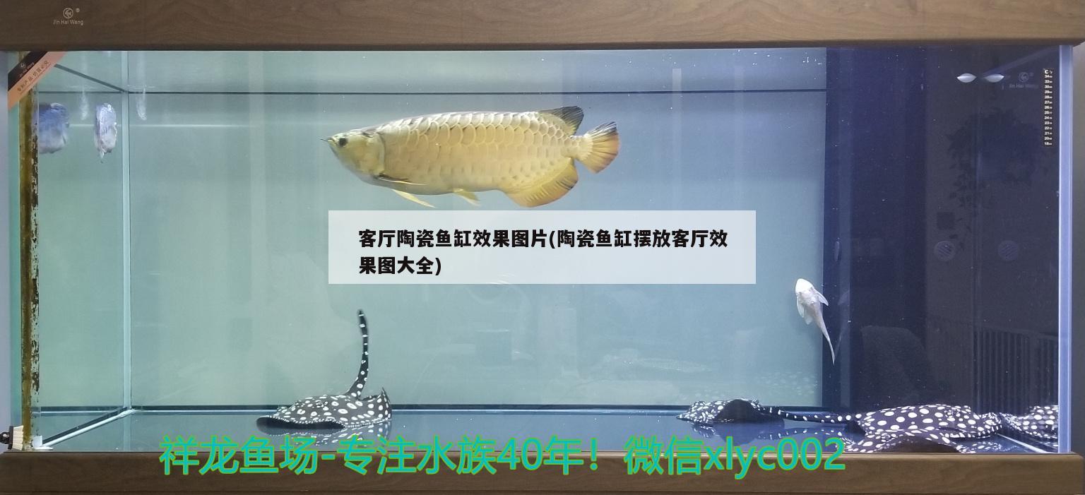 客厅陶瓷鱼缸效果图片(陶瓷鱼缸摆放客厅效果图大全) 红勾银版鱼