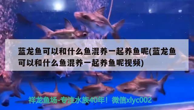 蓝龙鱼可以和什么鱼混养一起养鱼呢(蓝龙鱼可以和什么鱼混养一起养鱼呢视频)