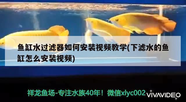 鱼缸水过滤器如何安装视频教学(下滤水的鱼缸怎么安装视频) 黄金斑马鱼