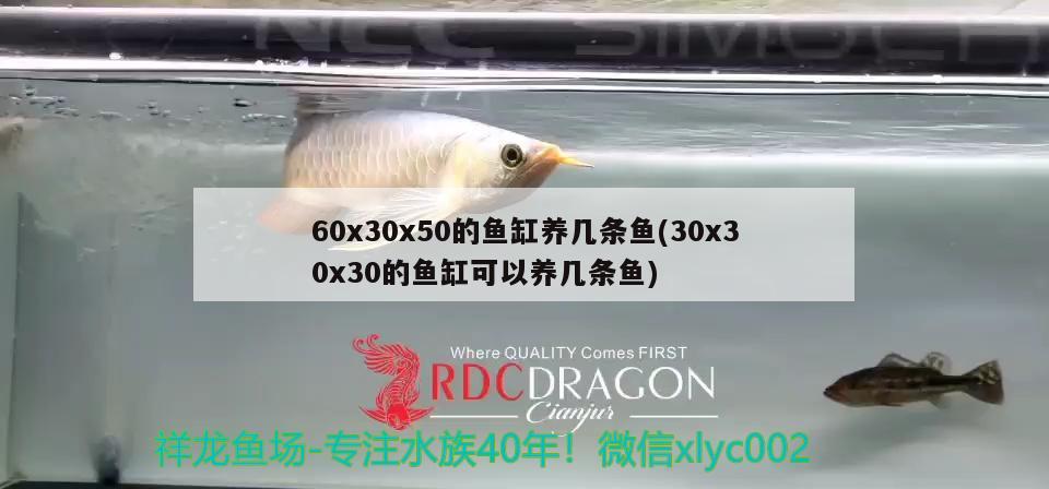 60x30x50的鱼缸养几条鱼(30x30x30的鱼缸可以养几条鱼)