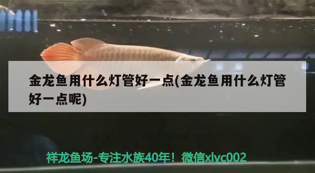 金龙鱼用什么灯管好一点(金龙鱼用什么灯管好一点呢) 七纹巨鲤鱼