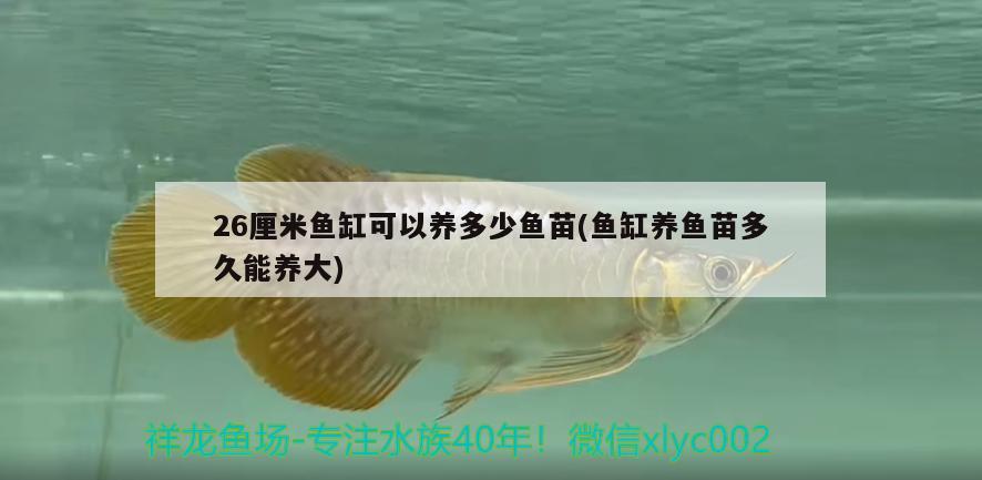 26厘米鱼缸可以养多少鱼苗(鱼缸养鱼苗多久能养大) 大湖红龙鱼