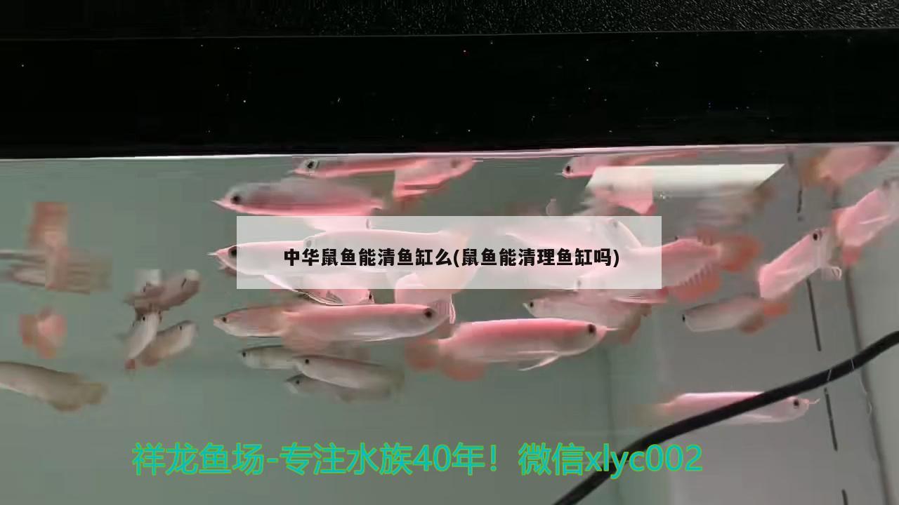 中华鼠鱼能清鱼缸么(鼠鱼能清理鱼缸吗) 翡翠凤凰鱼