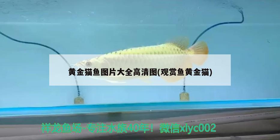 黄金猫鱼图片大全高清图(观赏鱼黄金猫)