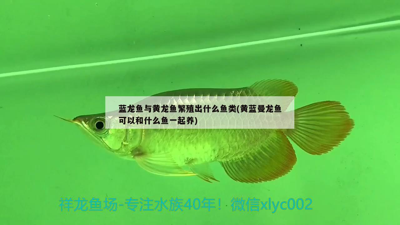 蓝龙鱼与黄龙鱼繁殖出什么鱼类(黄蓝曼龙鱼可以和什么鱼一起养)