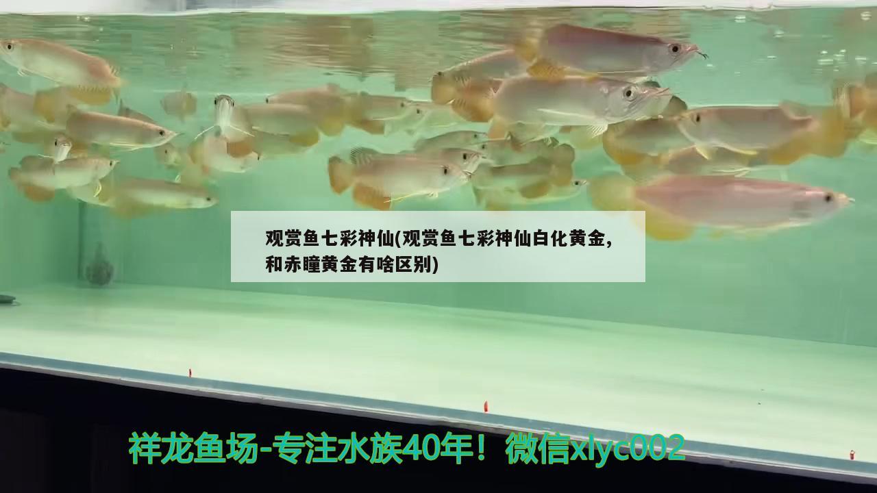 观赏鱼七彩神仙(观赏鱼七彩神仙白化黄金,和赤瞳黄金有啥区别)