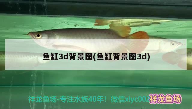 鱼缸3d背景图(鱼缸背景图3d)