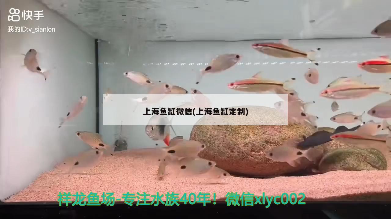上海鱼缸微信(上海鱼缸定制)