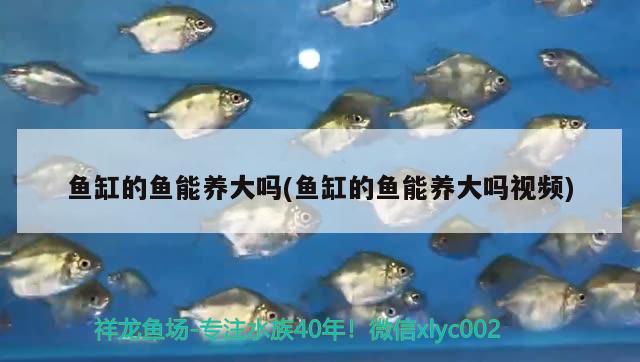 鱼缸的鱼能养大吗(鱼缸的鱼能养大吗视频) 梦幻雷龙鱼