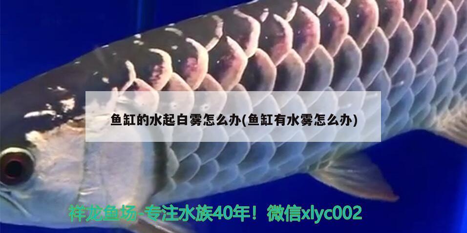 鱼缸的水起白雾怎么办(鱼缸有水雾怎么办) 广州水族器材滤材批发市场