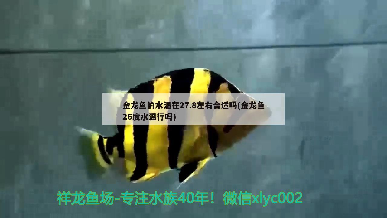 金龙鱼的水温在27.8左右合适吗(金龙鱼26度水温行吗) 广州水族器材滤材批发市场