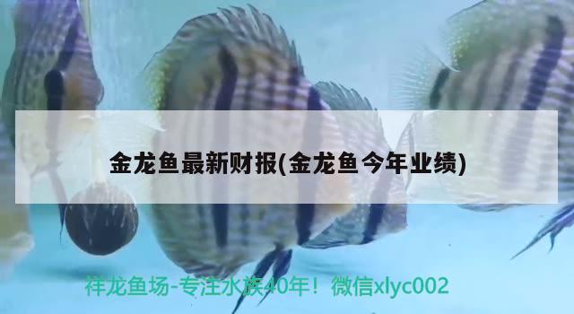 金龙鱼最新财报(金龙鱼今年业绩) 观赏鱼批发