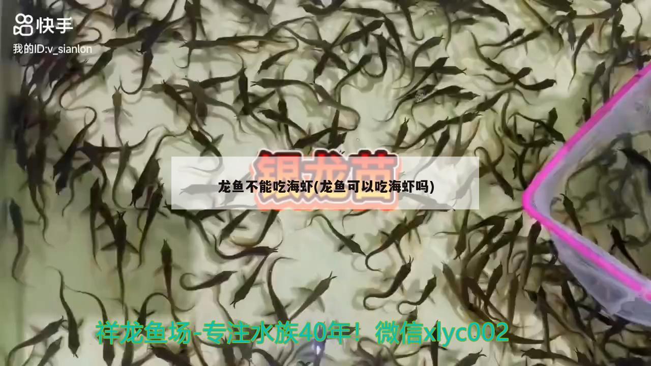 龙鱼不能吃海虾(龙鱼可以吃海虾吗)