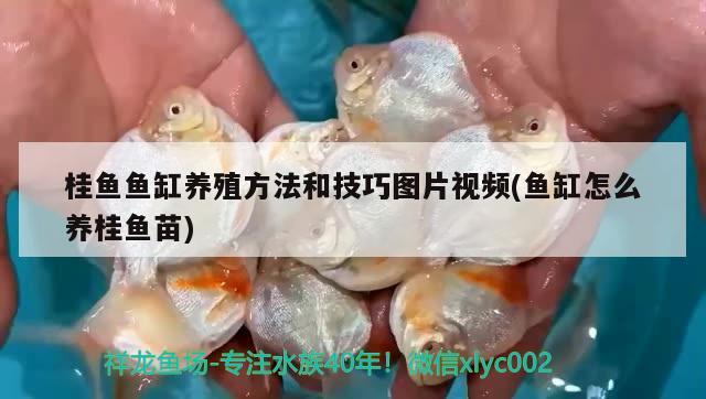 桂鱼鱼缸养殖方法和技巧图片视频(鱼缸怎么养桂鱼苗)