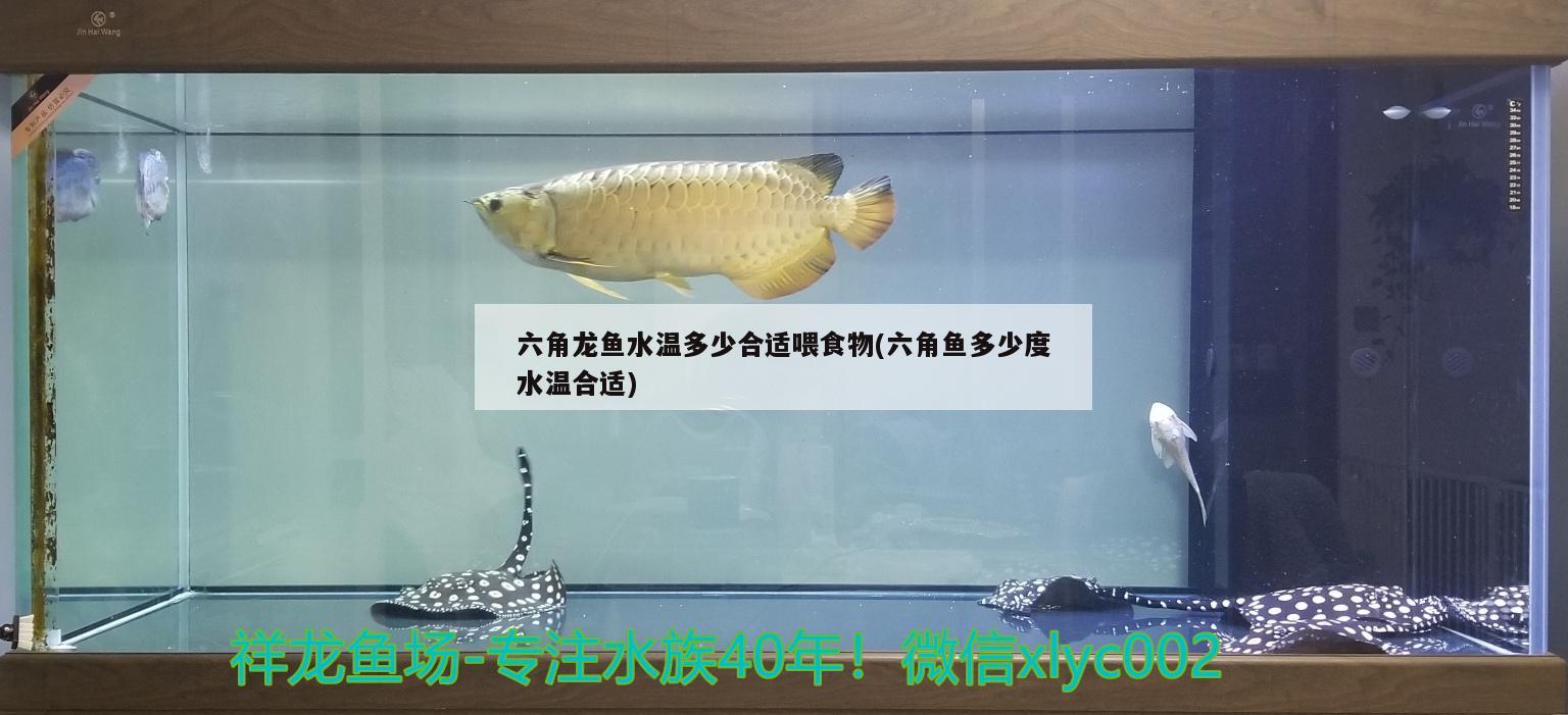 六角龙鱼水温多少合适喂食物(六角鱼多少度水温合适) 泰庞海莲鱼