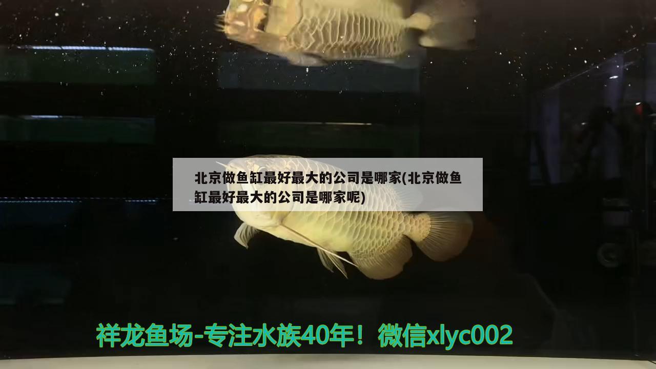 北京做鱼缸最好最大的公司是哪家(北京做鱼缸最好最大的公司是哪家呢)