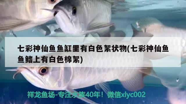 七彩神仙鱼鱼缸里有白色絮状物(七彩神仙鱼鱼鳍上有白色棉絮) 七彩神仙鱼