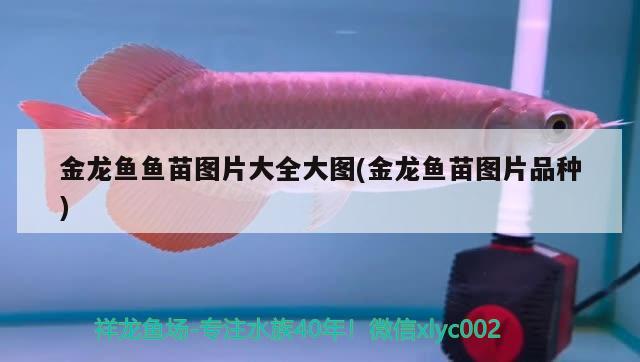 金龙鱼鱼苗图片大全大图(金龙鱼苗图片品种) 广州观赏鱼鱼苗批发市场