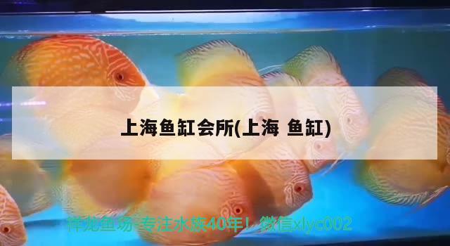 上海鱼缸会所(上海鱼缸)
